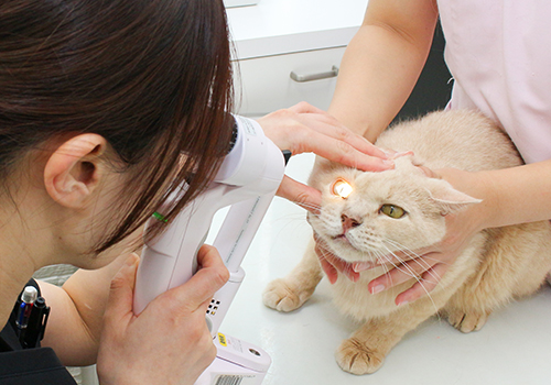 専門的な眼科診療