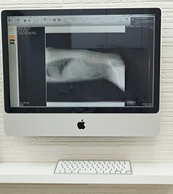 医療用画像解析